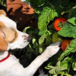 Can Dogs Eat Tomatoes