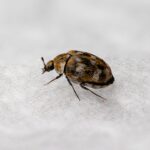 How to Get Rid of Carpet Beetles